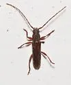 Micranoplium unicolor - photo 5