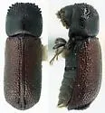 Micrapate cristicauda