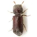 Micrapate dinoderoides