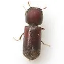 Micrapate dinoderoides - photo 2