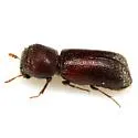 Micrapate dinoderoides - photo 4