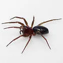 Micrargus longitarsus