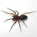 Micrargus longitarsus - photo 2