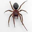 Micrargus longitarsus - photo 4