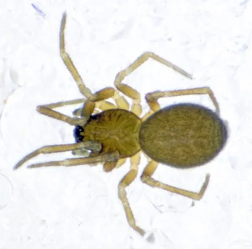 Micrargus subaequalis - Micrargus subaequalis