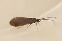 Micrasema bactro