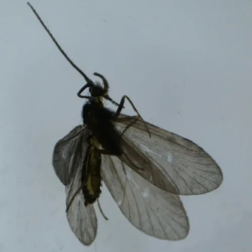 Micrasema morosum
