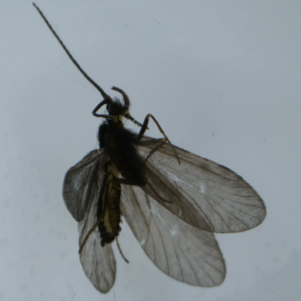 Micrasema morosum - photo 3