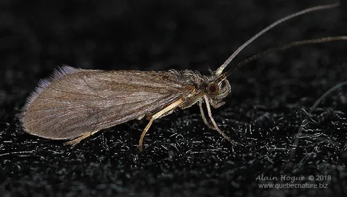 Micrasema rusticum - photo 2