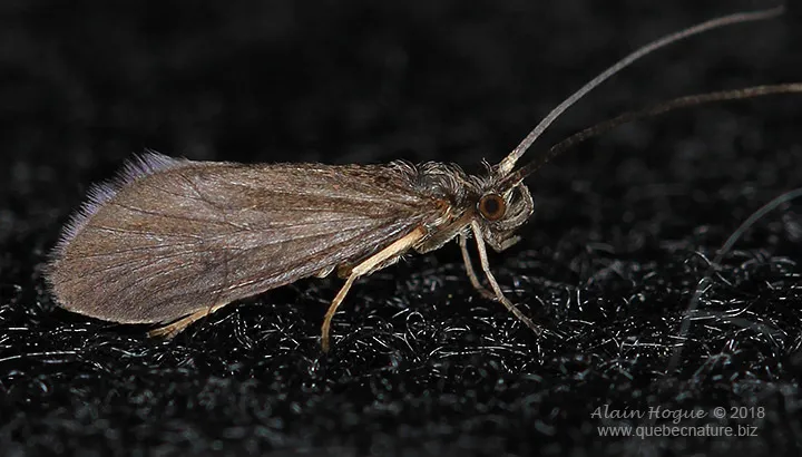 Micrasema rusticum - photo 3