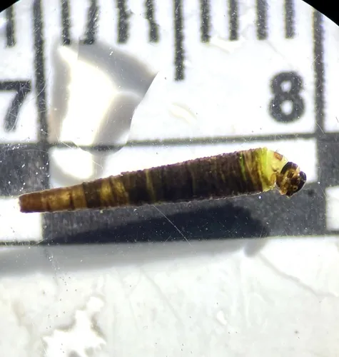 Micrasema sprulesi