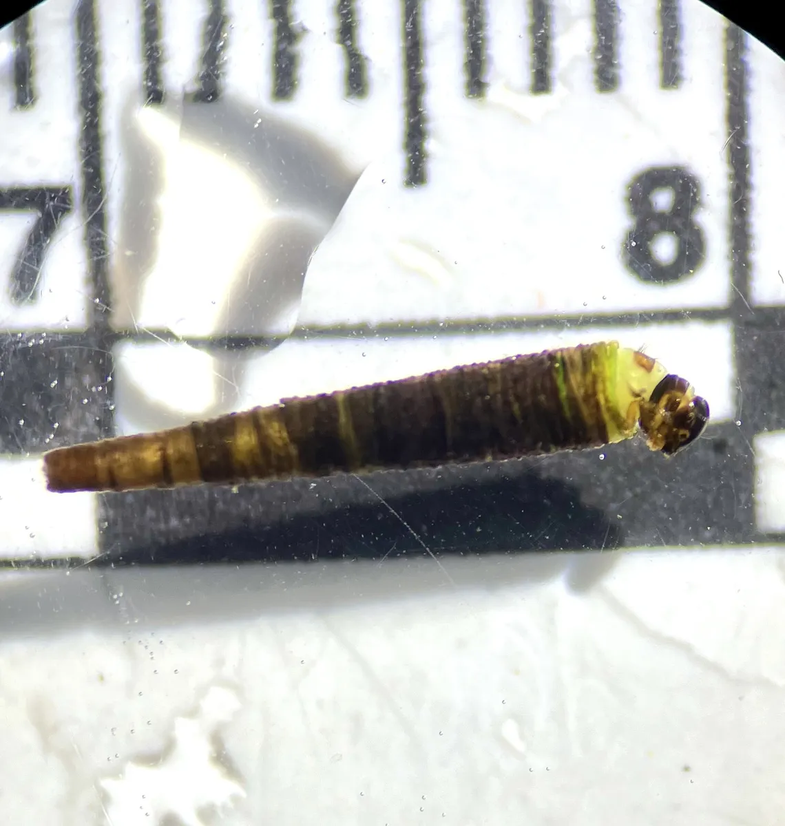 Micrasema sprulesi - photo 2