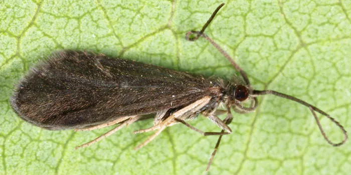 Micrasema wataga