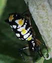 Micrathena funebris