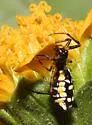 Micrathena funebris - photo 2