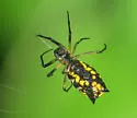 Micrathena funebris - photo 3