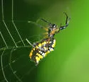 Micrathena funebris - photo 4