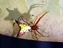 Arrowshaped Micrathena