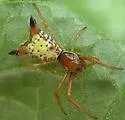 Arrowshaped Micrathena - photo 2