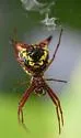 Arrowshaped Micrathena - photo 3