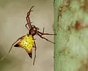 Arrowshaped Micrathena - photo 4