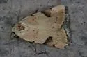 Micrathetis costiplaga - Hodges#9645