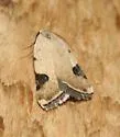 Micrathetis costiplaga - Hodges#9645 - photo 2