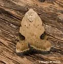 Micrathetis costiplaga - Hodges#9645 - photo 3