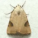 Micrathetis costiplaga - Hodges#9645 - photo 4