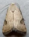 Micrathetis costiplaga - Hodges#9645 - photo 5