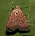 Micrathetis n. sp. - Hodges#9644.1