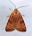 Micrathetis n. sp. - Hodges#9644.1 - photo 2