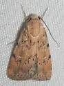 Micrathetis n. sp. - Hodges#9644.1 - photo 3