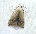 Micrathetis tecnion - Hodges#9646