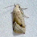 Micrathetis tecnion - Hodges#9646 - photo 2
