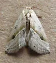 Micrathetis tecnion - Hodges#9646 - photo 3