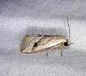 Micrathetis tecnion - Hodges#9646 - photo 4