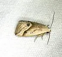 Micrathetis tecnion - Hodges#9646 - photo 5