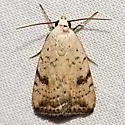 Triplex Cutworm Moth - Hodges#9644 - photo 2