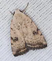 Triplex Cutworm Moth - Hodges#9644 - photo 3