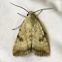 Triplex Cutworm Moth - Hodges#9644 - photo 4