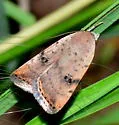 Triplex Cutworm Moth - Hodges#9644 - photo 5