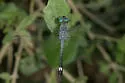 Spot-tailed Dasher