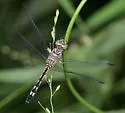 Spot-tailed Dasher - photo 2