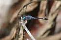 Spot-tailed Dasher - photo 3