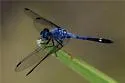 Spot-tailed Dasher - photo 4