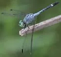 Spot-tailed Dasher - photo 5