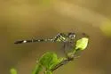 Three-striped Dasher