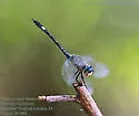 Three-striped Dasher - photo 2