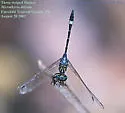 Three-striped Dasher - photo 3